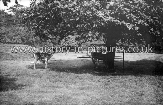 Deer grazing in Clissold Park, Stoke Newington, London. 1912.
